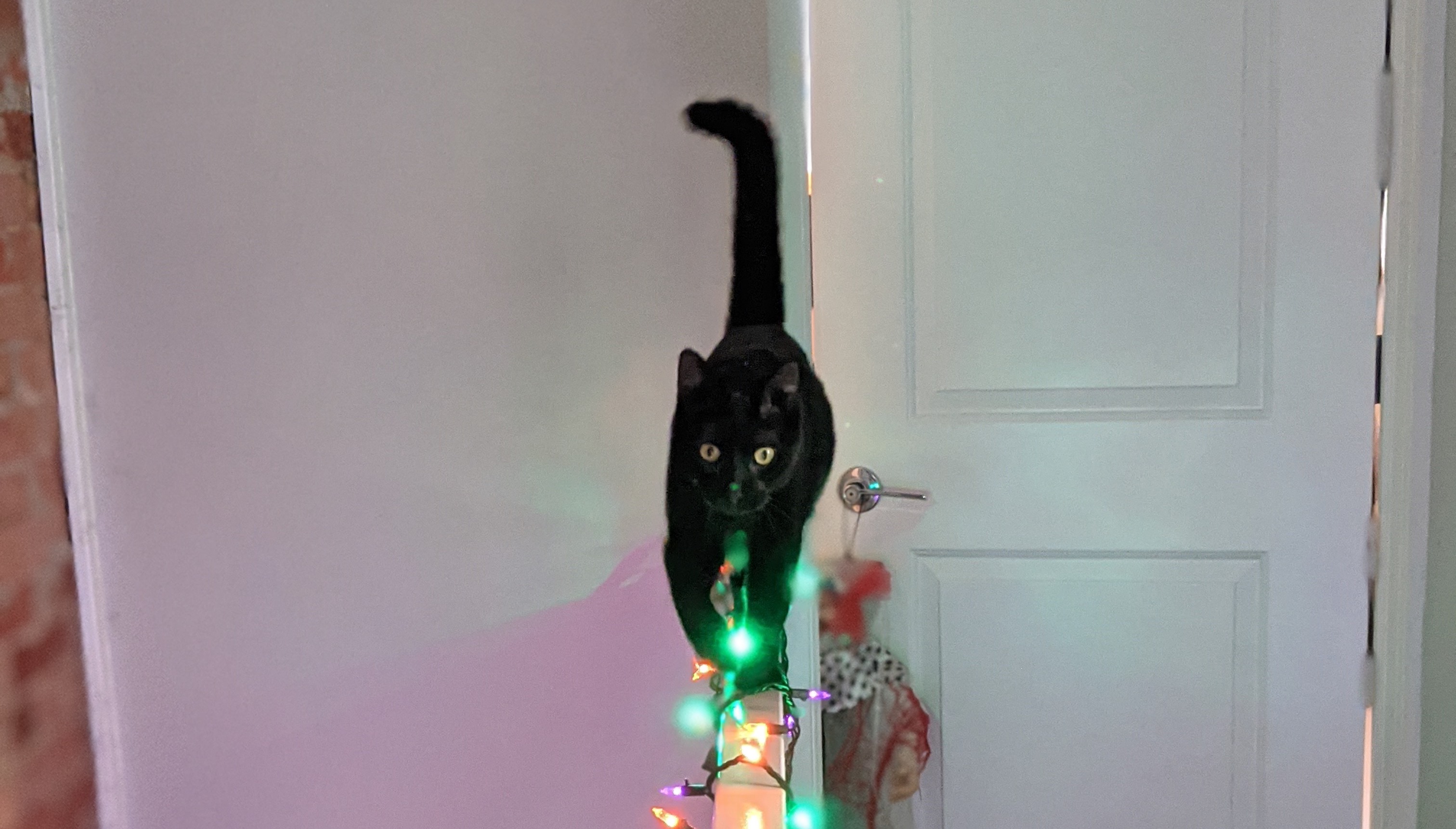 Black cat walking on a holiday light decorated railing towards the viewer, tail held high, looking at the viewer